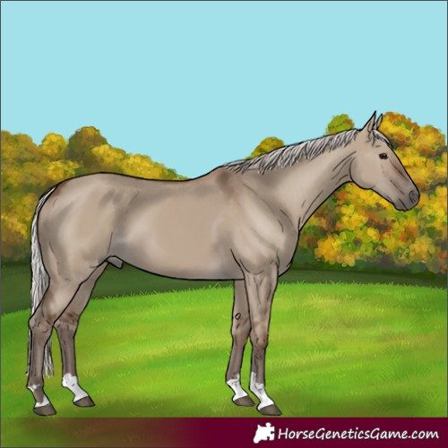 Horse Color:Silver Grullo