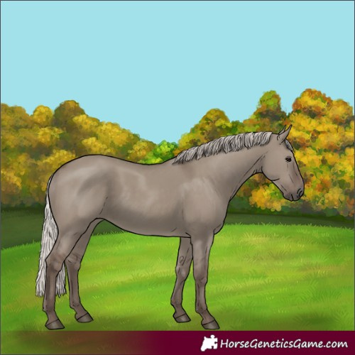 Horse Color:Silver Grullo