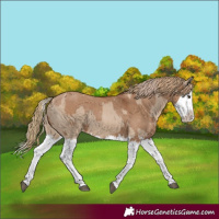 Horse Color:Red Dun Splash and Red Dun Splash Rabicano