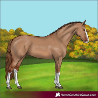 Horse Color:Red Dun Splash  and Red Dun Splash 