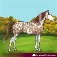 Horse Color:Red Dun Splash  and Red Dun Splash Appaloosa 