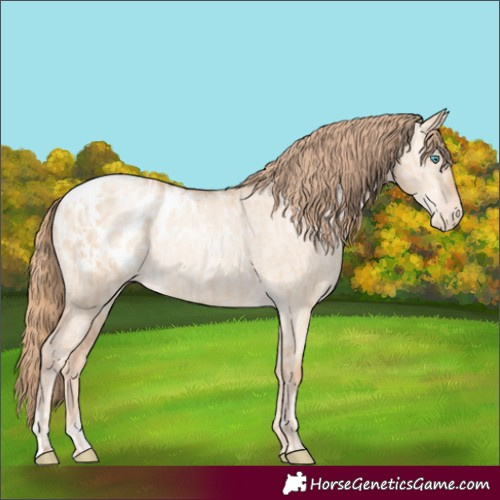 Horse Color:Gold Champagne Pearl Dun Appaloosa Rabicano and Gold Champagne Pearl Dun Appaloosa Rabicano