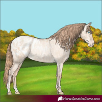 Horse Color:Gold Champagne Pearl Dun Appaloosa Rabicano  and Gold Champagne Pearl Dun Appaloosa Rabicano 
