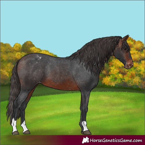 Horse Color:Brown Appaloosa