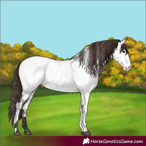 Horse Color:Bay Appaloosa 