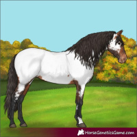 Horse Color:Bay Appaloosa