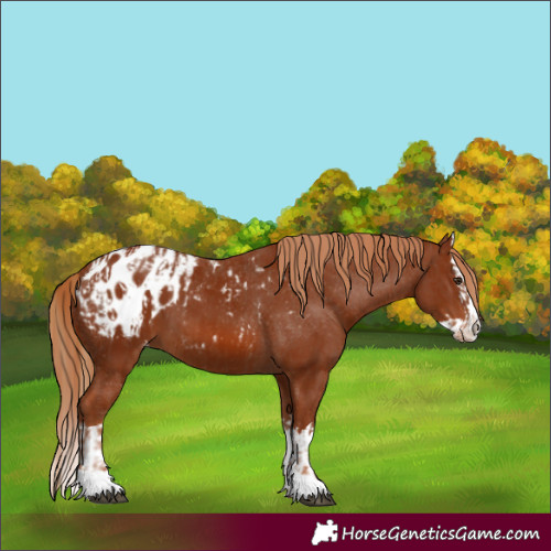 Horse Color:Chestnut Appaloosa  and Chestnut Splash Appaloosa 