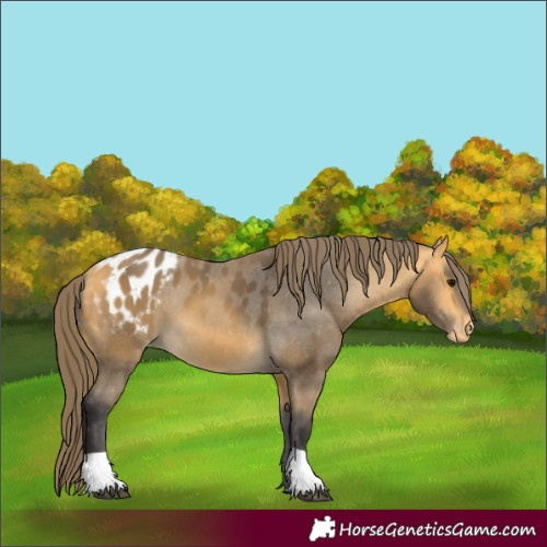 Horse Color:Buckskin Appaloosa 