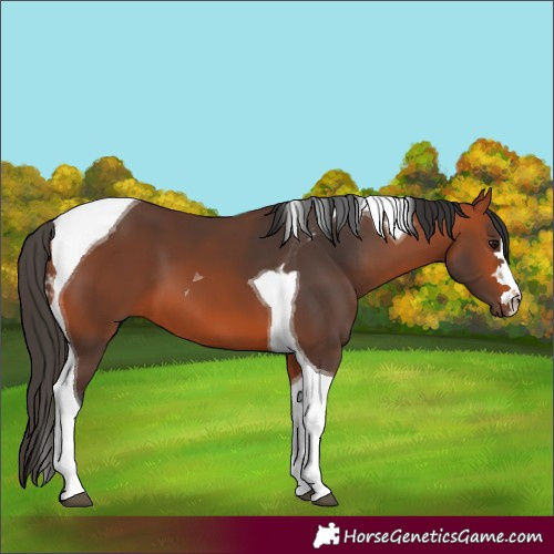 Horse Color:Bay Tobiano 