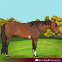 Horse Color:Bay Tobiano
