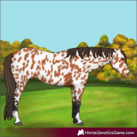 Horse Color:Bay Appaloosa