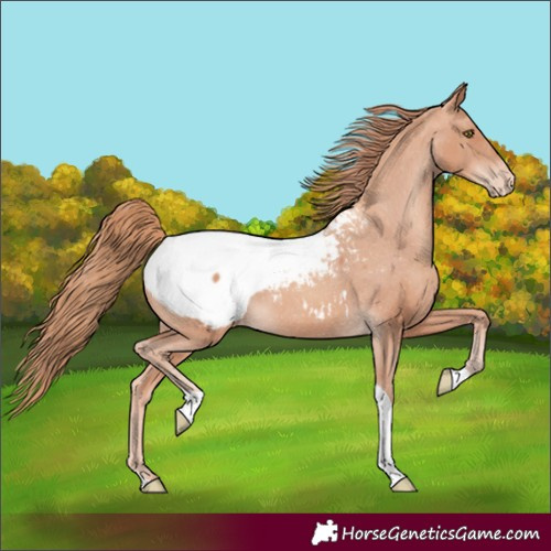 Horse Color:Gold Champagne Tobiano Appaloosa