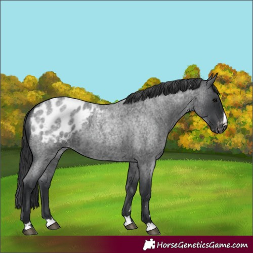 Horse Color:Blue Roan Appaloosa 