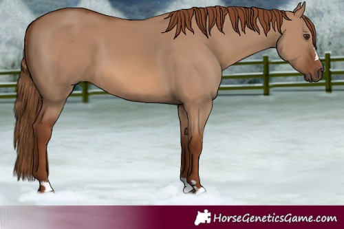 Horse Color:Red Dun