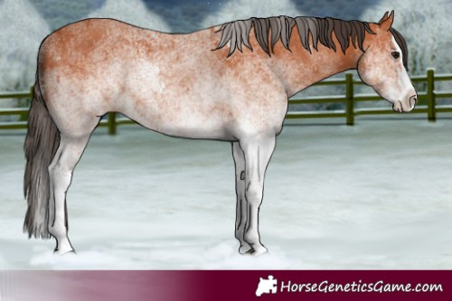 Horse Color:White Spotted Bay Splash  and White Spotted Bay Splash Varnish 