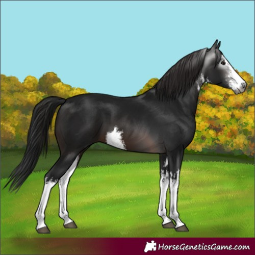 Horse Color:Gray White Spotted Brown