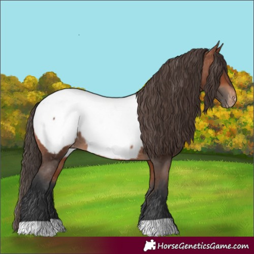 Horse Color:Bay Appaloosa