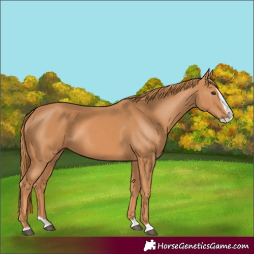 Horse Color:Chestnut Splash 