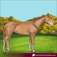 Horse Color:Chestnut Splash 