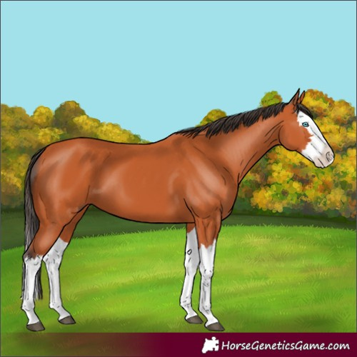 Horse Color:Bay Splash 