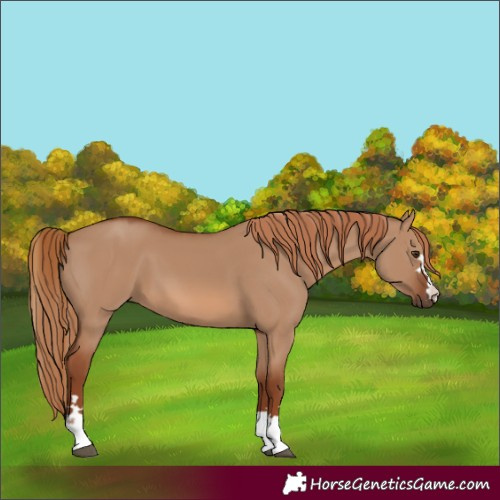 Horse Color:Red Dun 