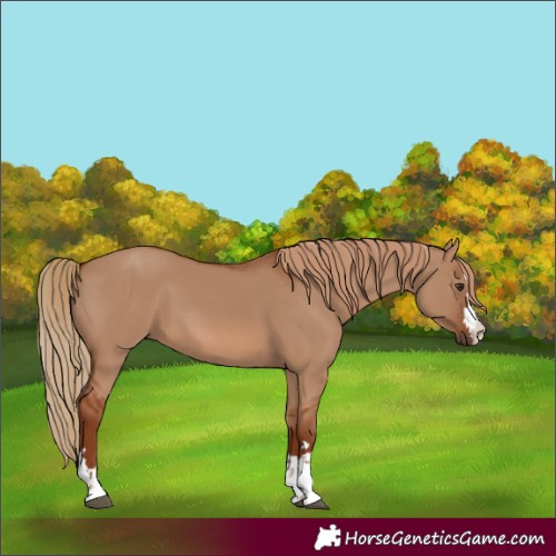 Horse Color:Red Dun 