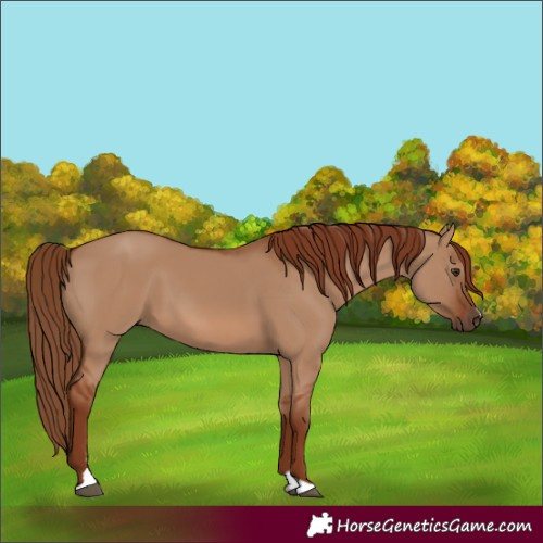Horse Color:Red Dun 