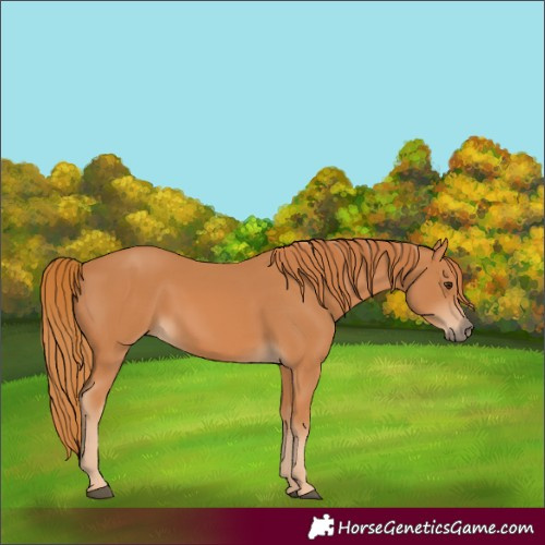 Horse Color:Chestnut Rabicano