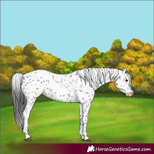 Horse Color:Black Appaloosa Rabicano