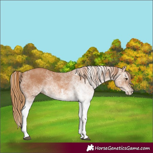 Horse Color:White Spotted Chestnut
