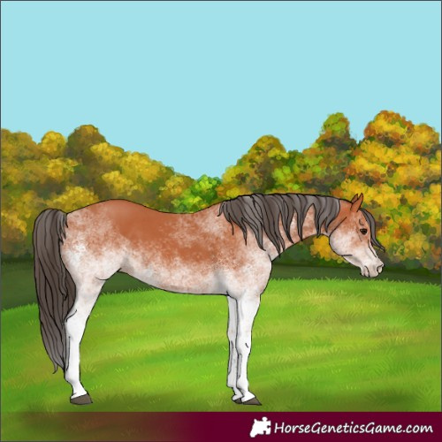 Horse Color:White Spotted Bay 