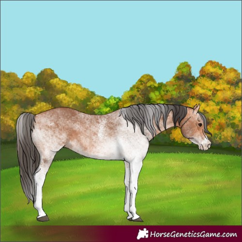 Horse Color:White Spotted Bay