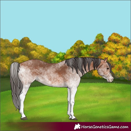 Horse Color:White Spotted Bay 