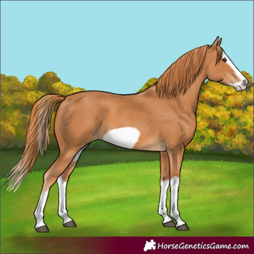 Horse Color:Chestnut Splash Frame 