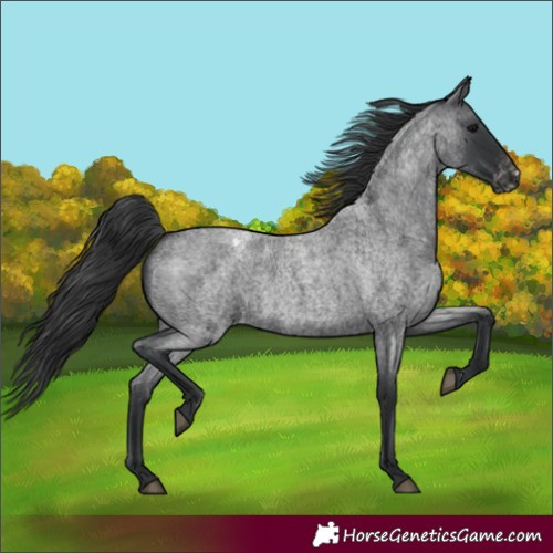 Horse Color:Unknown 