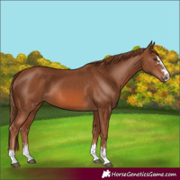 Horse Color:Chestnut  and Chestnut 