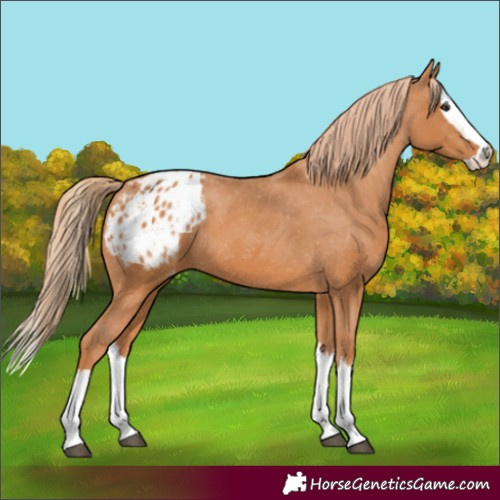 Horse Color:Chestnut Splash Blanket