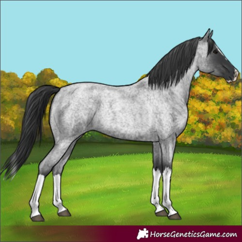 Horse Color:Blue Roan Splash