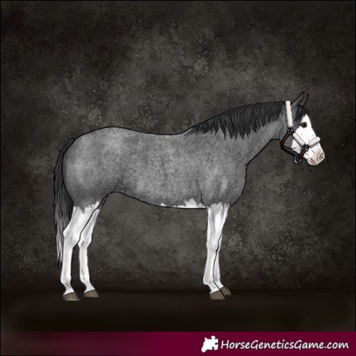 Horse Color:Blue Roan Splash