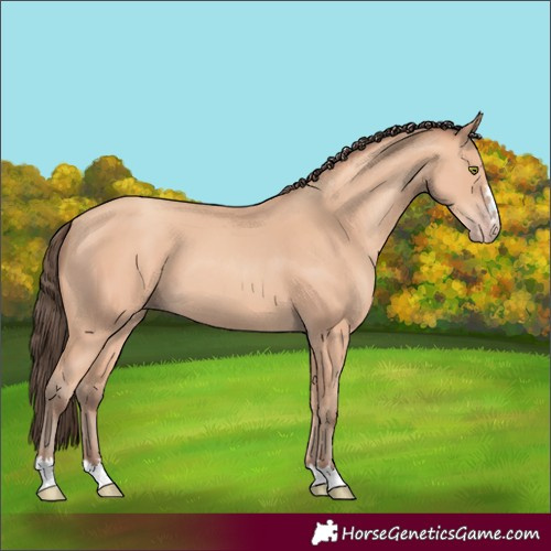 Horse Color:Amber Champagne