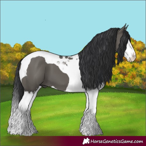Horse Color:Grullo Splash Tobiano 
