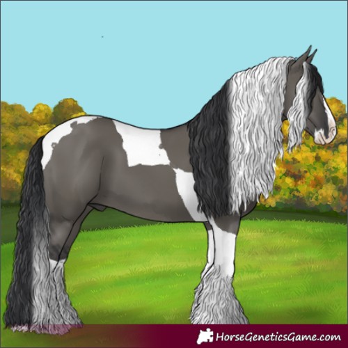 Horse Color:Grullo Splash Tobiano