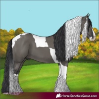 Horse Color:Grullo Splash Tobiano