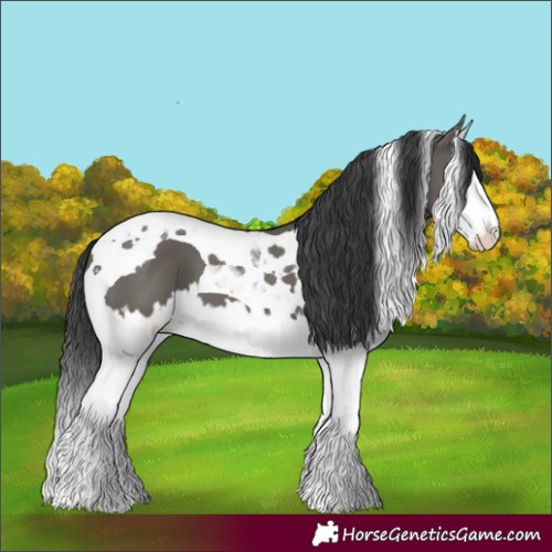 Horse Color:Grullo Splash Tobiano