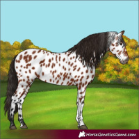 Horse Color:Gray Bay Leopard