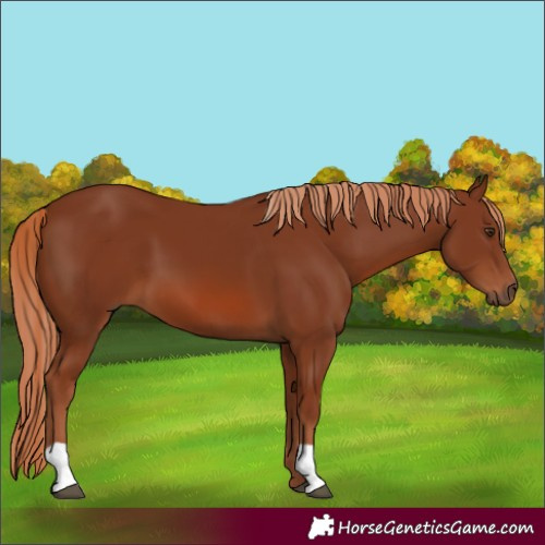 Horse Color:Chestnut 