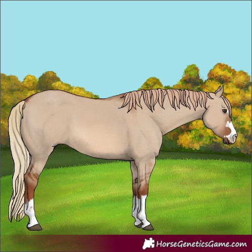 Horse Color:Red Dun