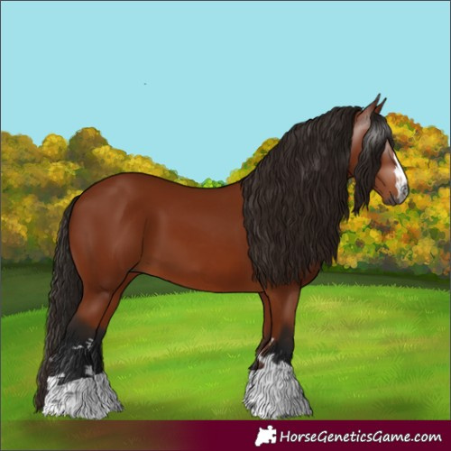 Horse Color:Gray Bay 