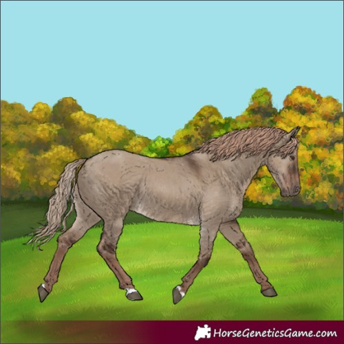 Horse Color:Liver Red Dun Rabicano