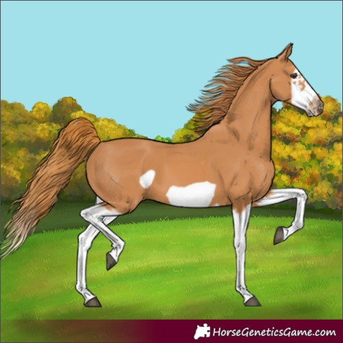 Horse Color:Chestnut Splash Frame 